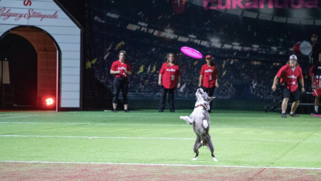 Little Nicholas at the Calgary Stampede Dog Bowl a couple years ago... ❤

#CalgaryStampede #Canada #Calgary #CanadaDogs #RescuetoRockstar