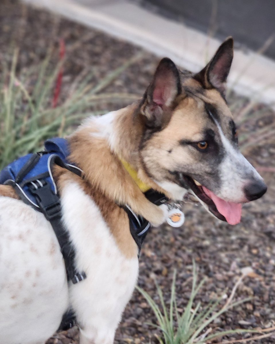 LegendAcres's tweet photo. Most behavior issues are stress responses.
Not disobedience.
Pulling
barking
shutting down
Start by lowering pressure.
Then train.
Comment CALM if your dog struggles with stress.
#StressAwarenessMonth #DogBehavior #ReactiveDog #DogTraining https://t.co/LaCPtFMUea