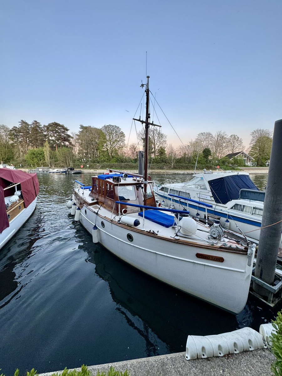 Papillon tweet media