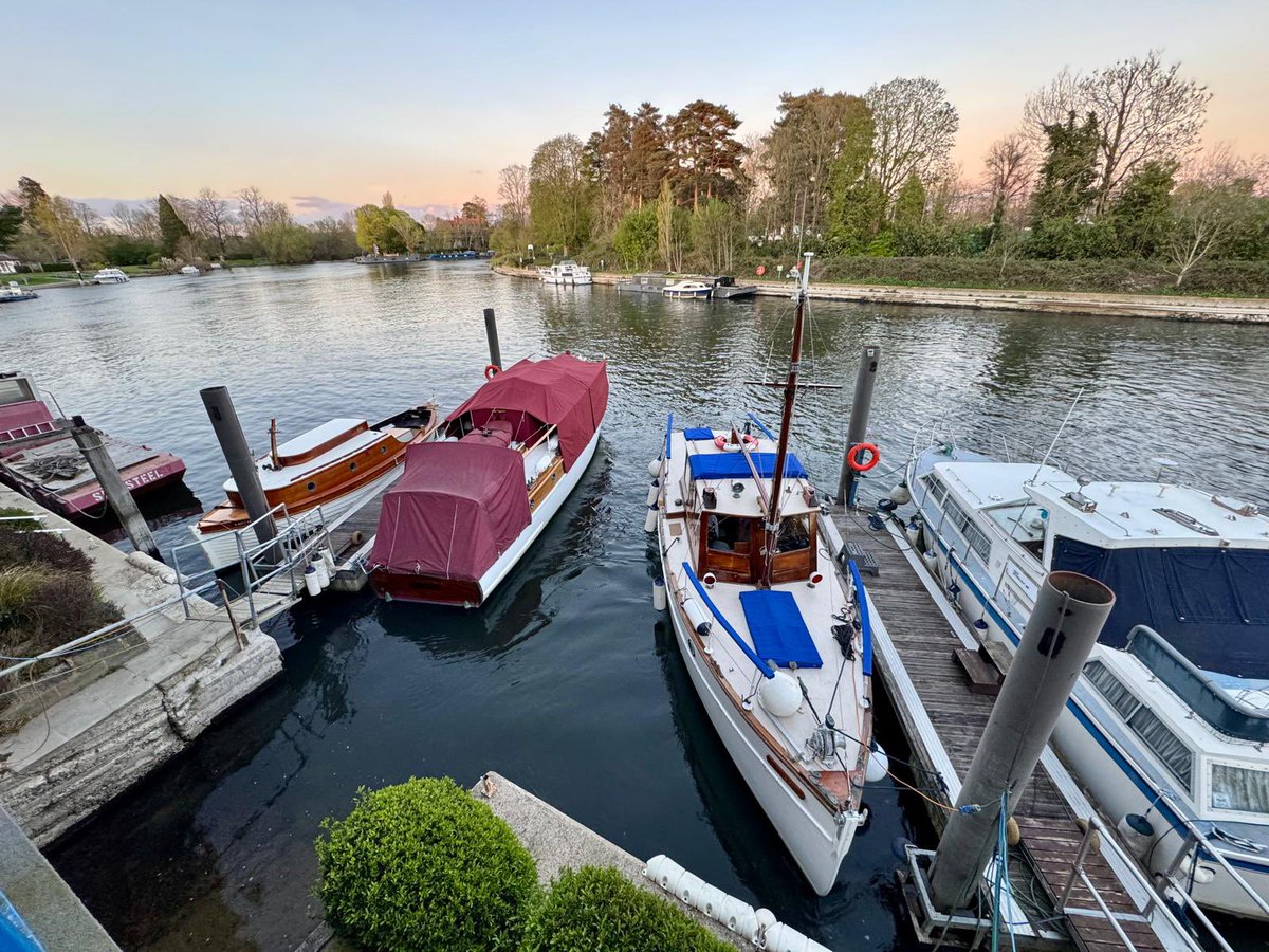 Papillon tweet media