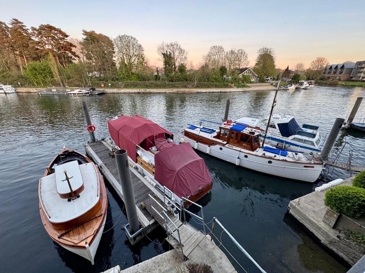 Papillon tweet media