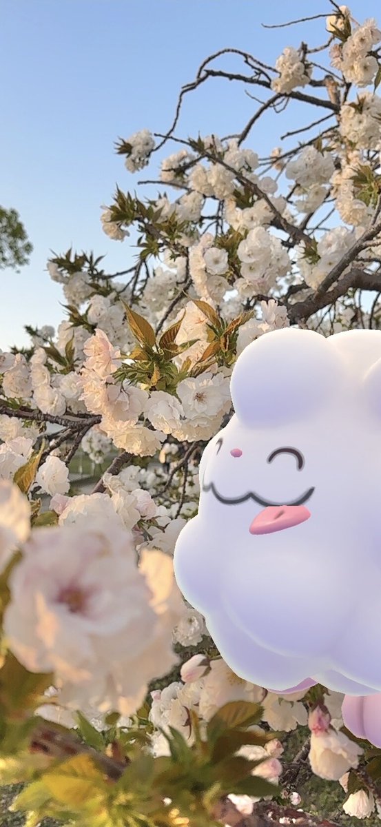 nao_clo_'s tweet image. #GOsnapshot #NianticAR  #ARofTheDay 
ペロッパフ🌸ニンフィア

西陽があたる優しい色合いのさくら
東側は少し肌寒いけど凛としたサクラ