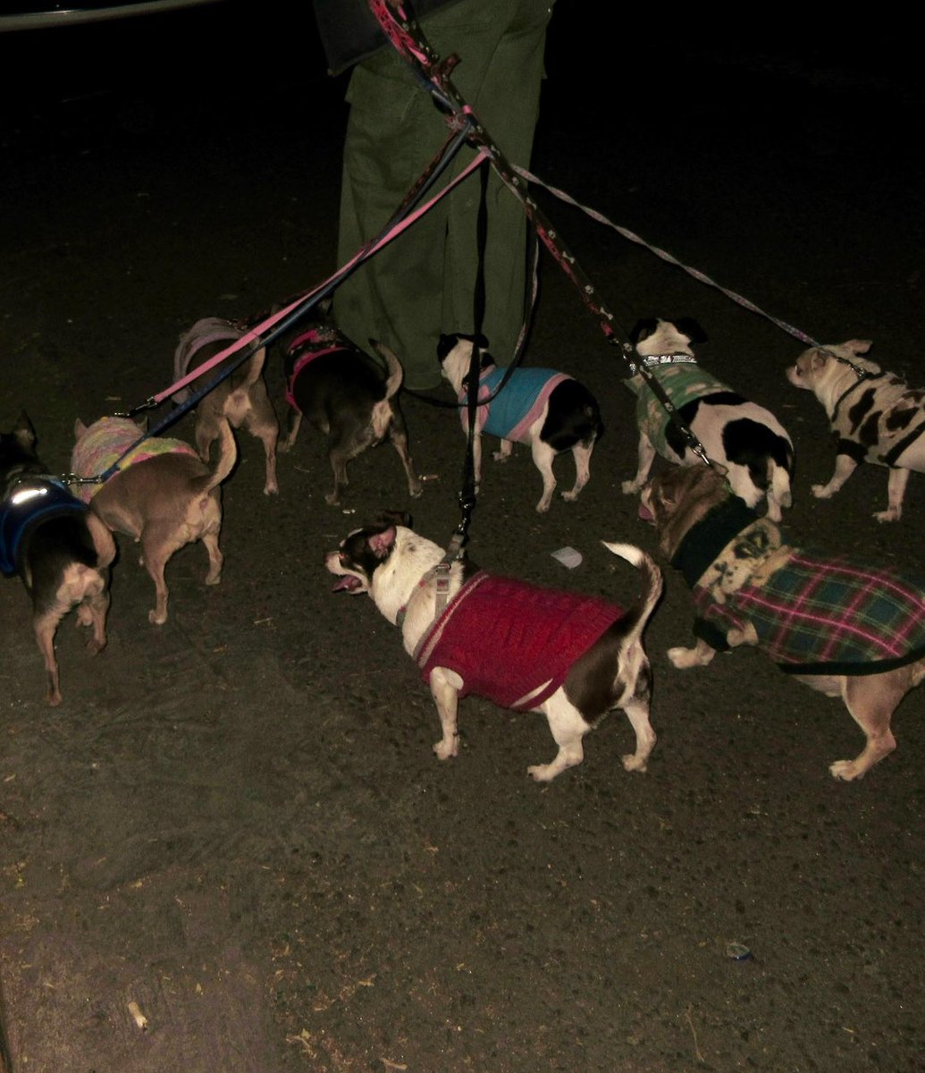 Kchiporros tweet media