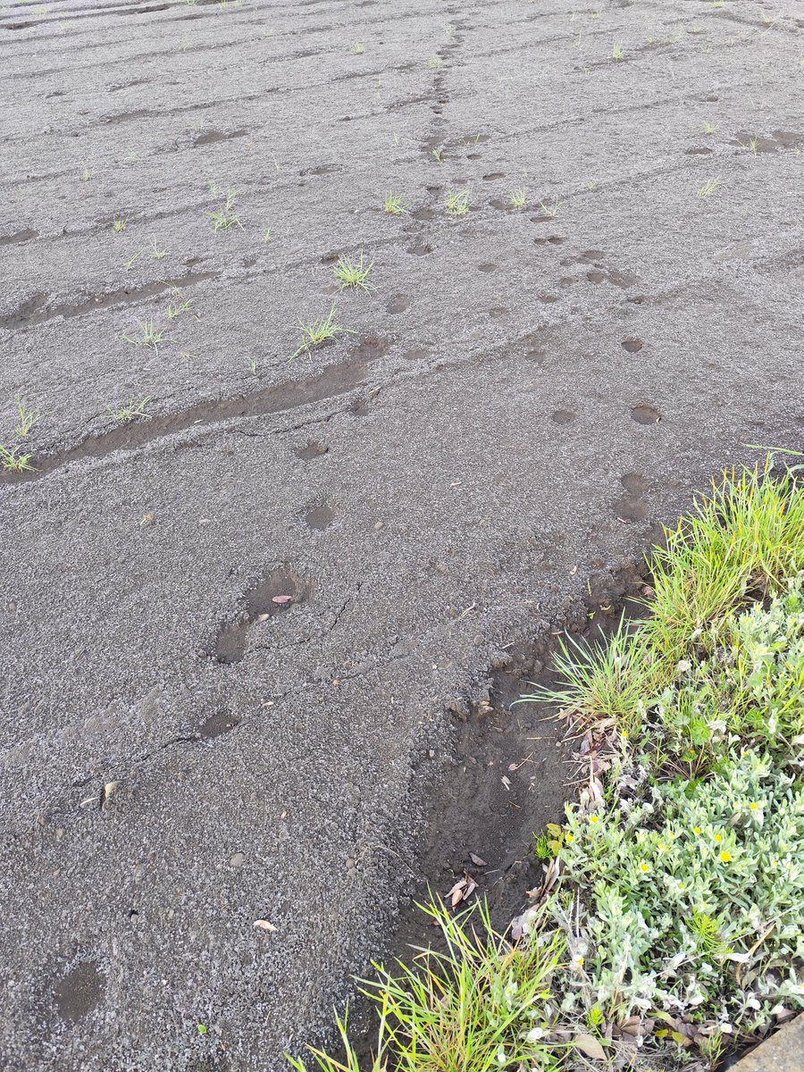 せ゛にひ゜ tweet media