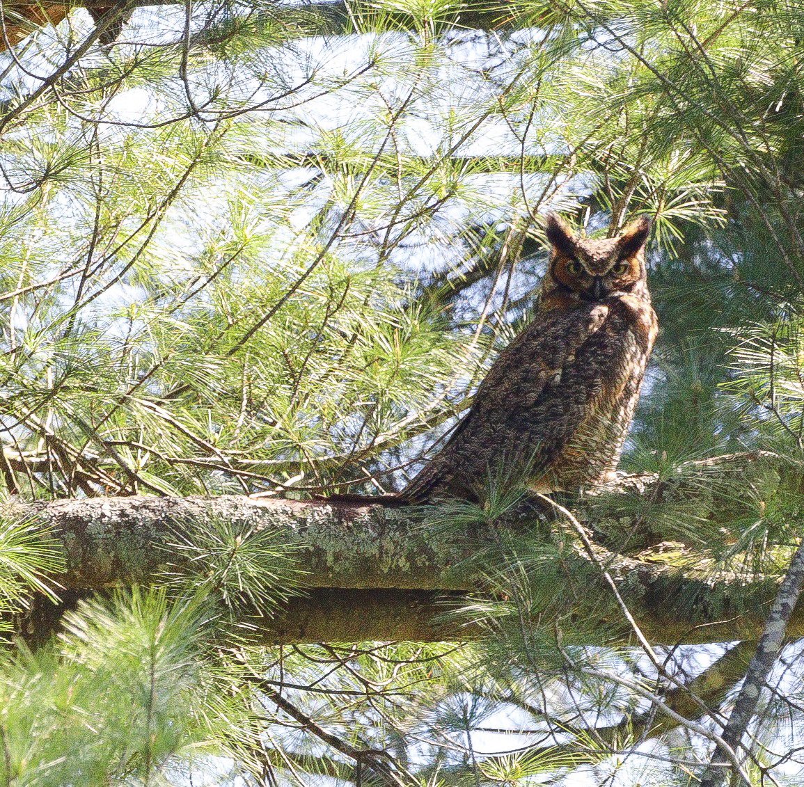 ᏞᎥsᎪ ᎳᎬᏞᏞs bᏞᎪᏟᏦ tweet media