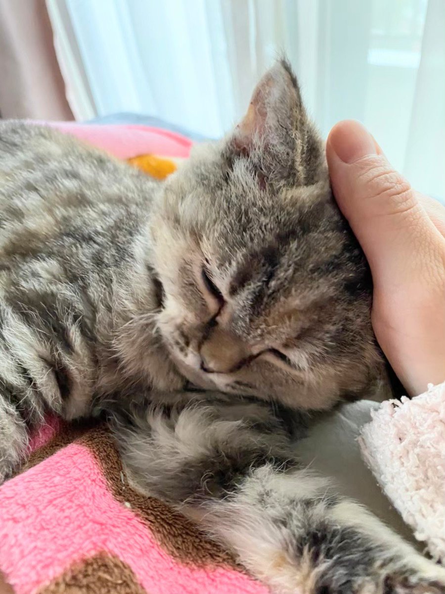 みるきぃ tweet media