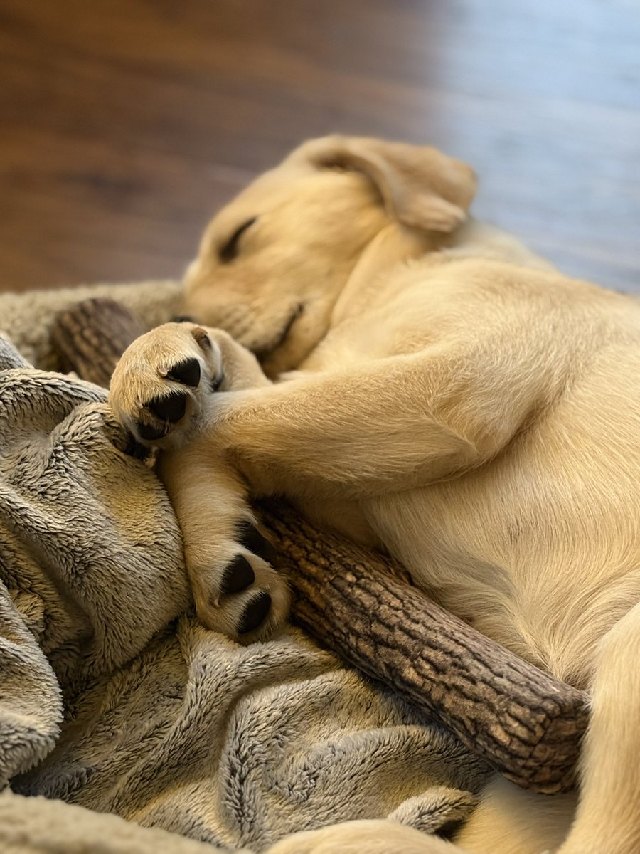 ewencameronruns's tweet photo. Long day, and an emotional one. Seeing this fella now, from the wee pup we took in 15 months ago, to see his progress to a big strong boy on his way to be a life changer for @guidedogs - humbling, inspiring and just amazing. A wonderful charity doing such incredible work. 🦮❤️ https://t.co/oeEX7wm6eH