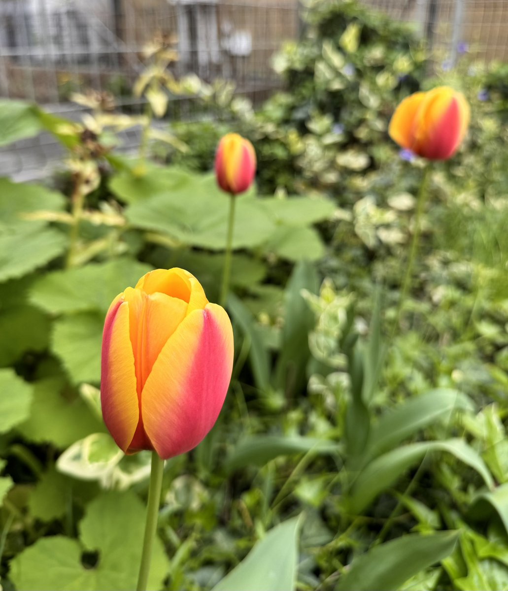 若専G Season 2.1 tweet media