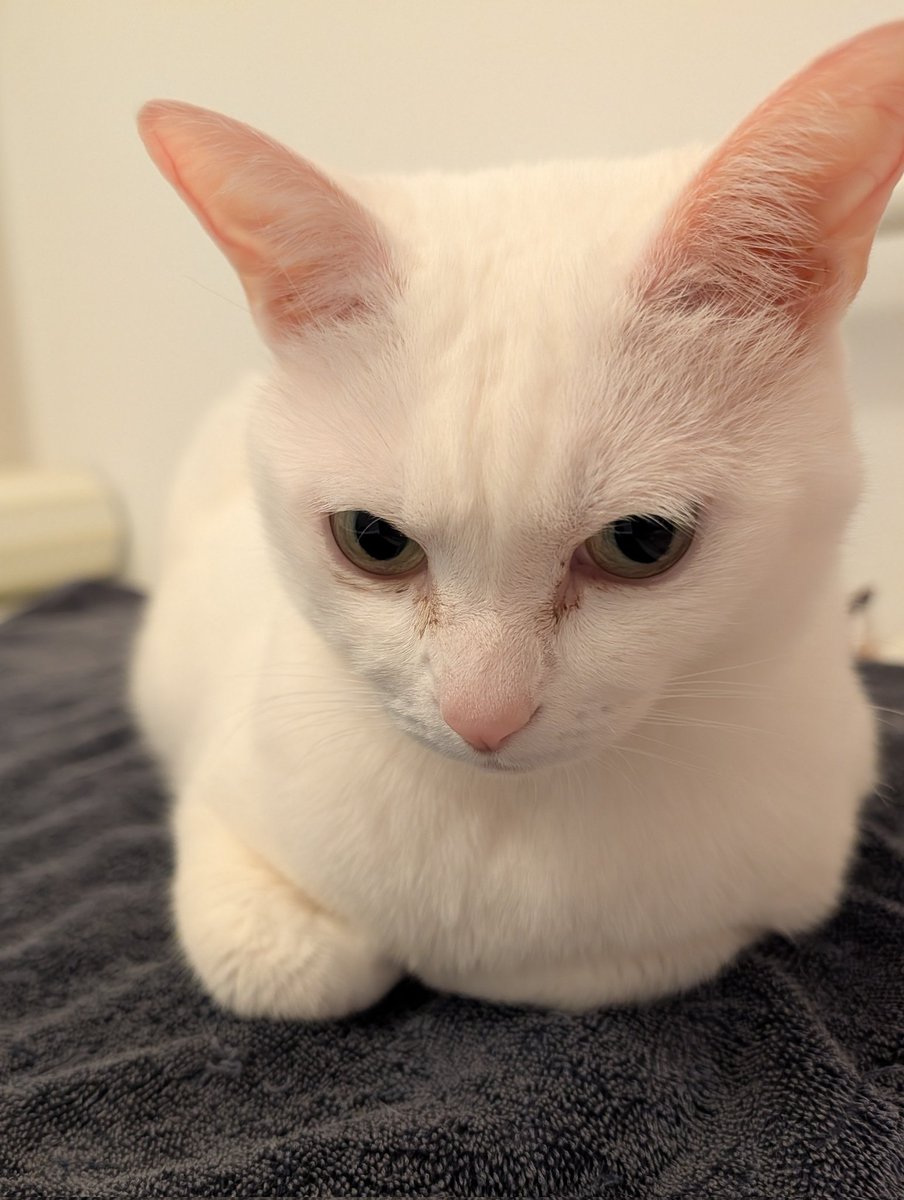 むつみや tweet media