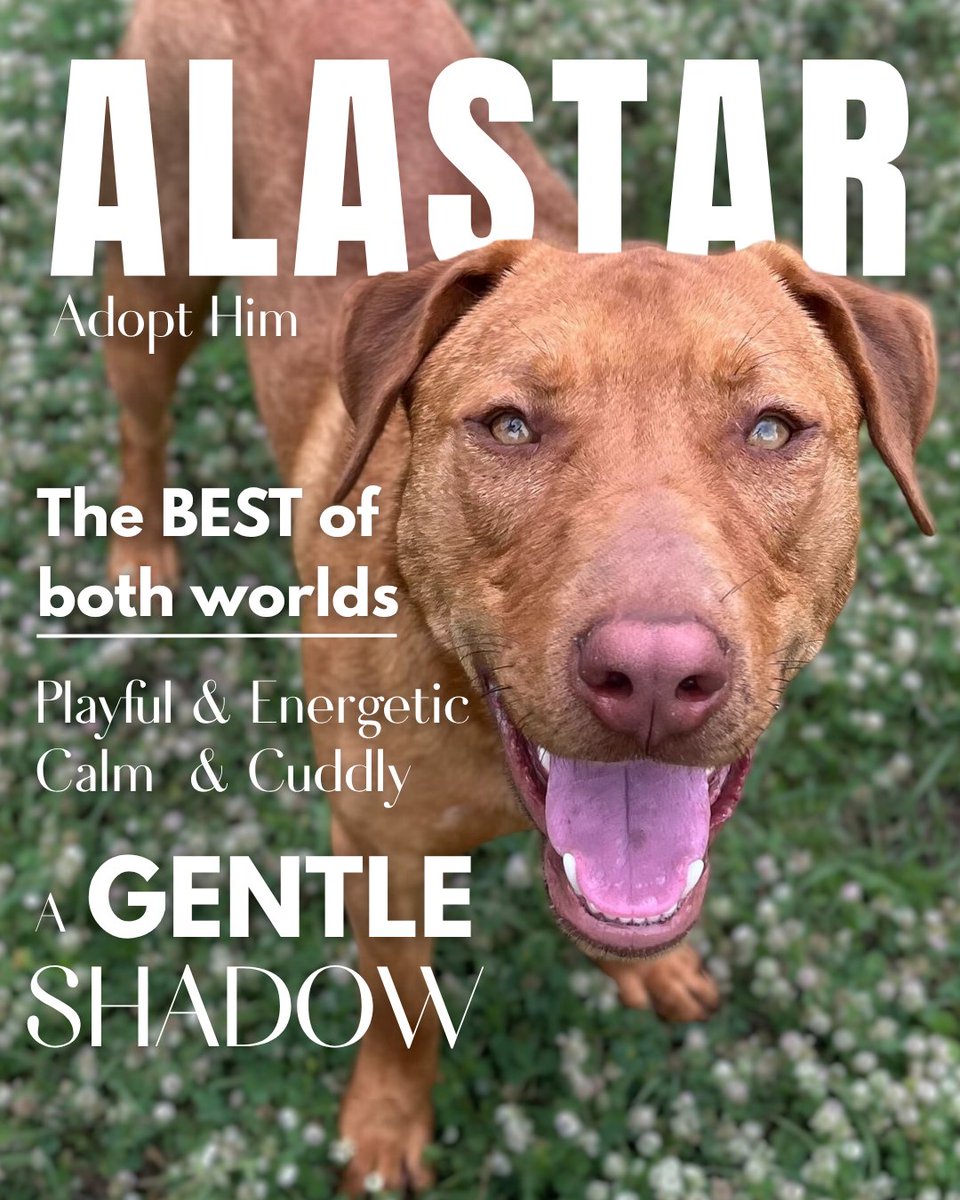 Aggieland Humane Society tweet media
