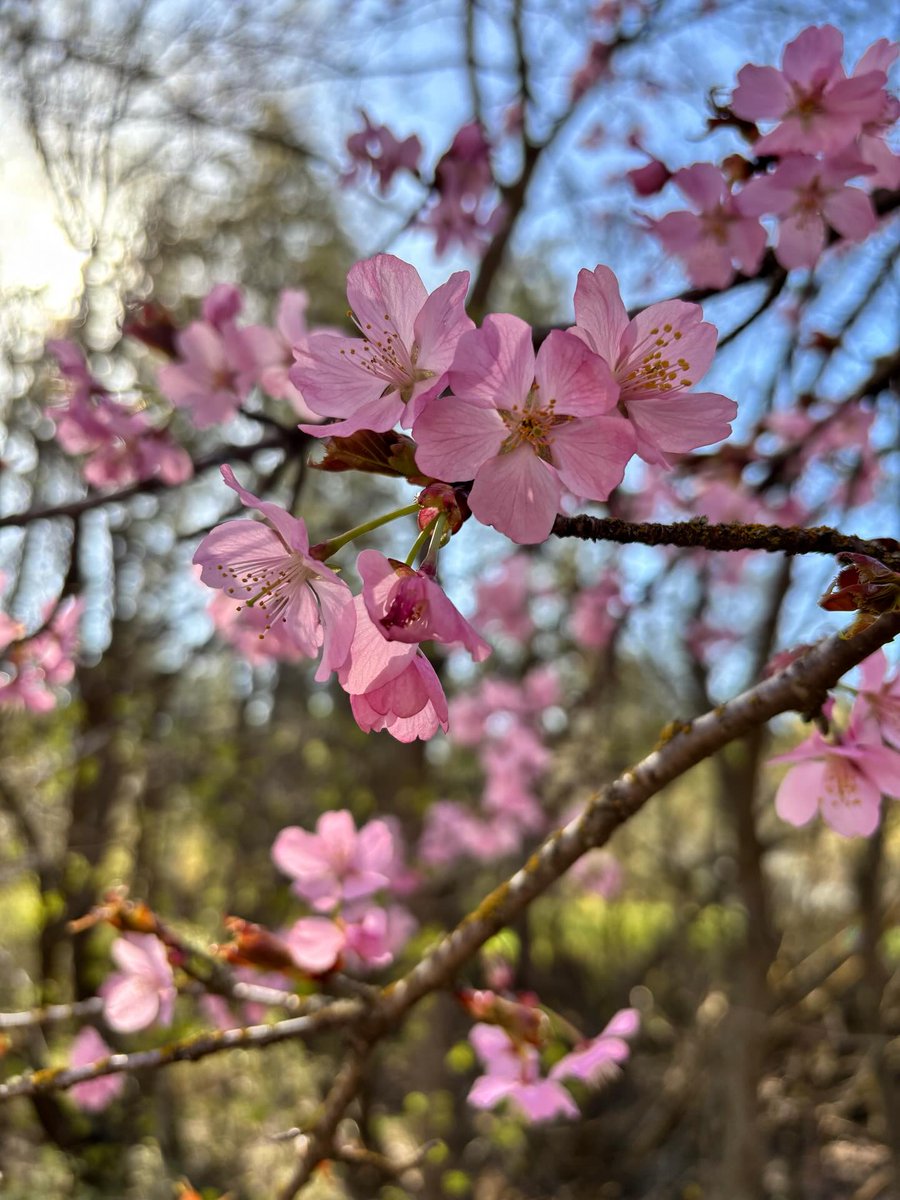 SpokaneParks's tweet photo. It’s a nice day to catch the cherry blossoms at Finch Arboretum! 🌸🌸🌸 https://t.co/zovkPVB87R