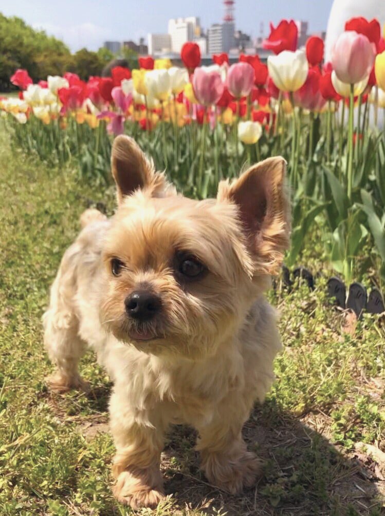 バロンくんパパʚわんこ好きɞ tweet media