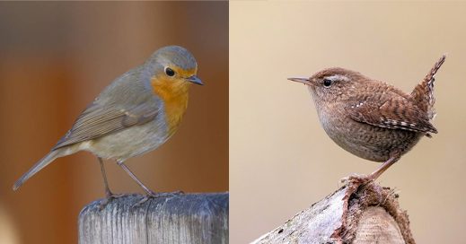 ZuZeu orainkaria tweet media