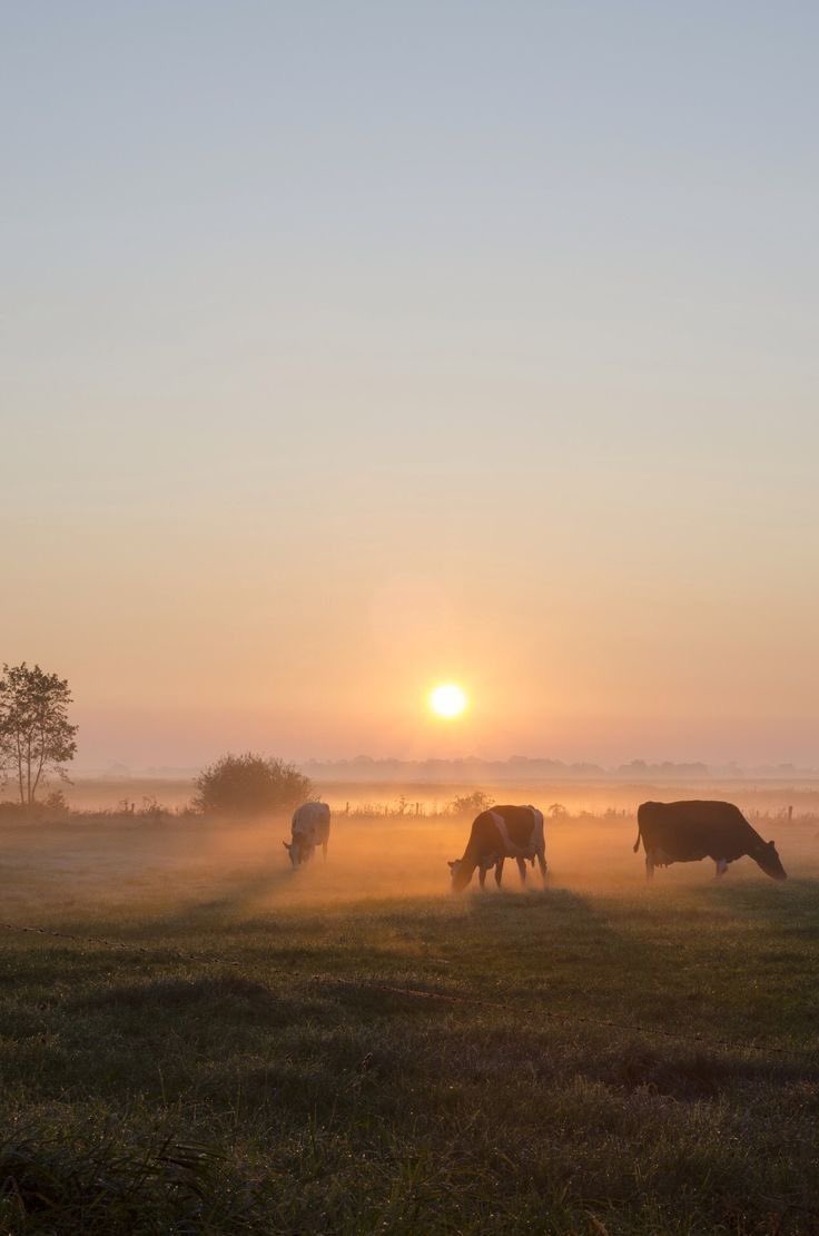 IvoryPasture's tweet photo. ⠀⠀
𝑺𝑻𝑰𝑳𝑳 𝑯𝑬𝑹𝑬

╰┈➤˗ˏˋ https://t.co/iE5Zwk3mcW https://t.co/SejtJI7bkd