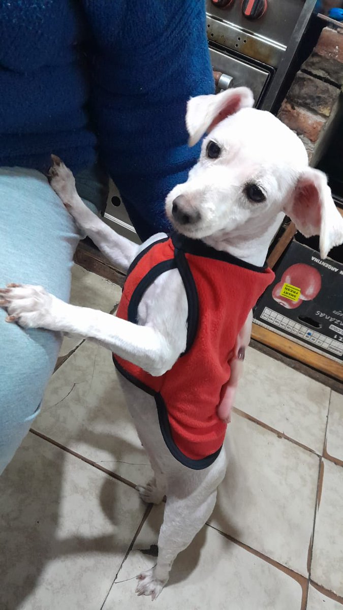 🇦🇷LOBO 🇦🇷 tweet media