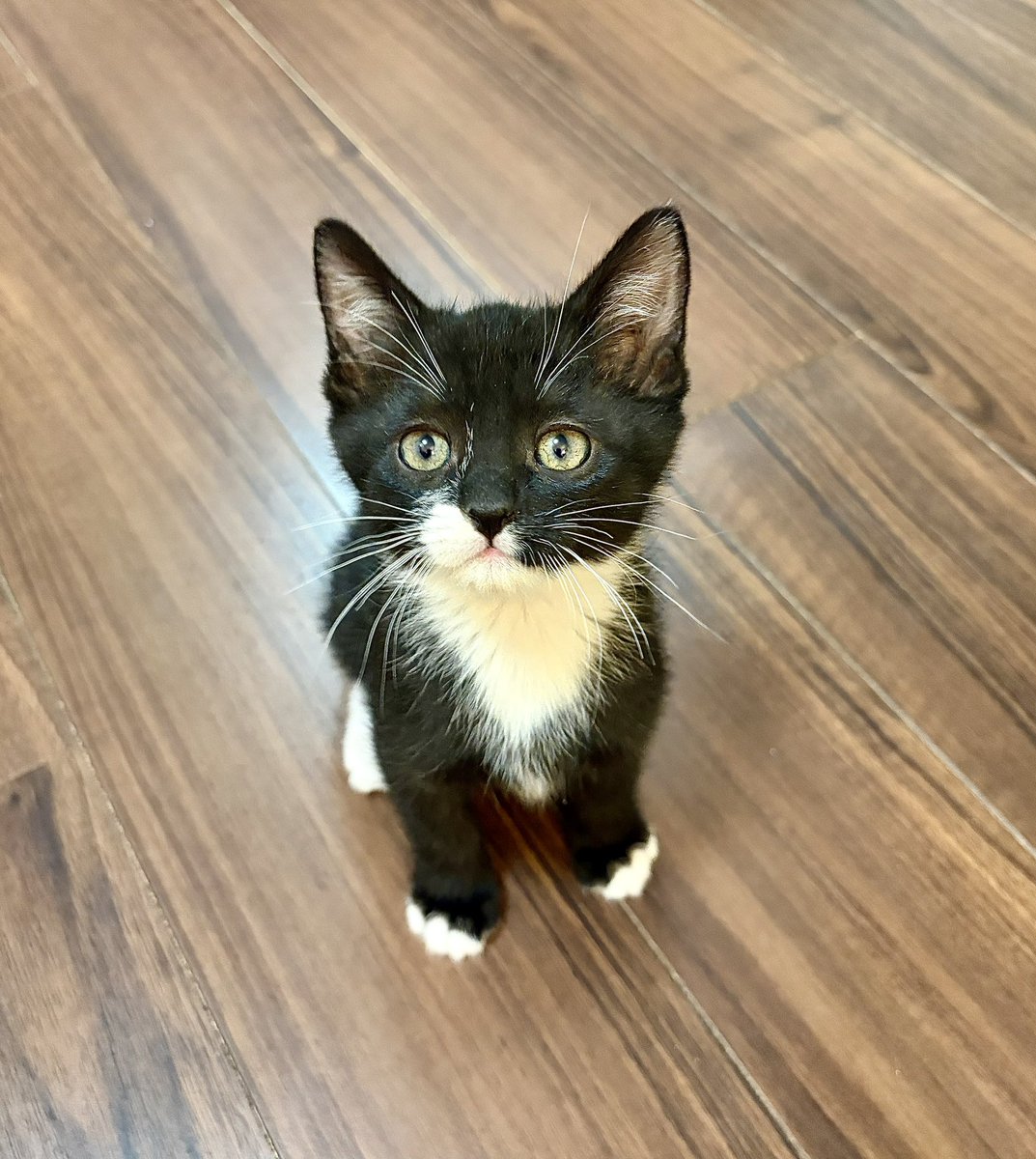 carolina tweet media