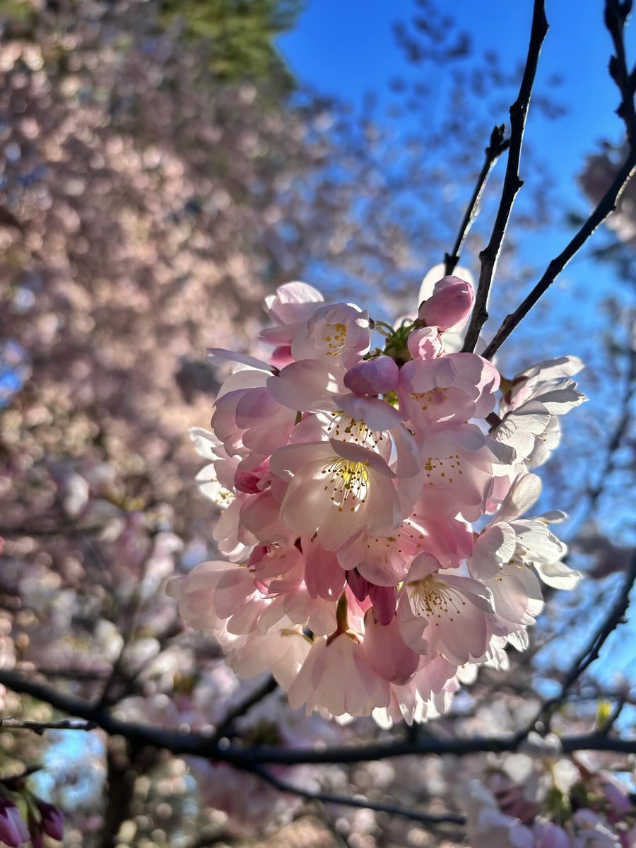 SpokaneParks's tweet photo. It’s a nice day to catch the cherry blossoms at Finch Arboretum! 🌸🌸🌸 https://t.co/zovkPVB87R