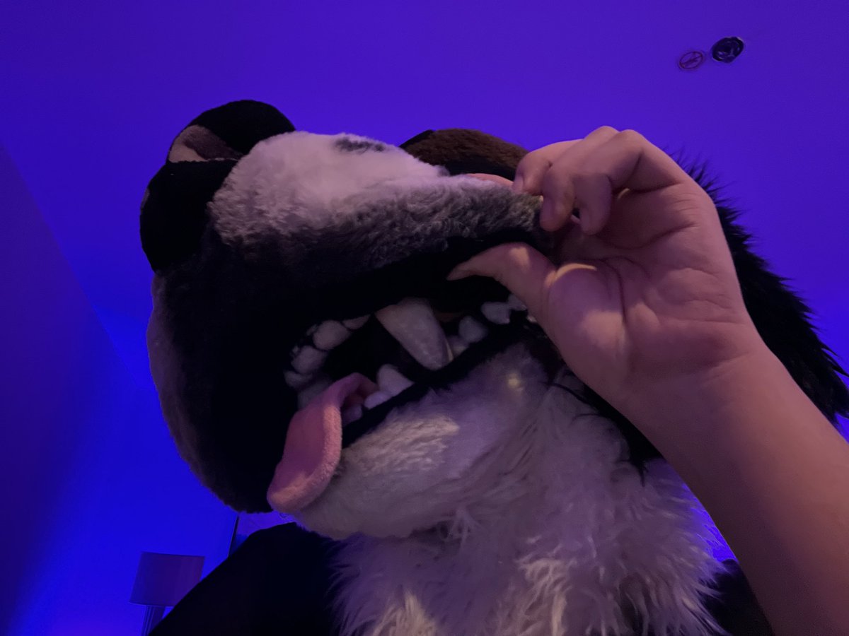 russelbuck 🐶 🎶 PERFORMING FURLUMINATI VEGAS, SAT tweet media