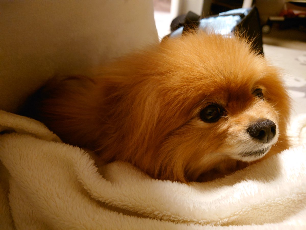 ぽんちょこ tweet media