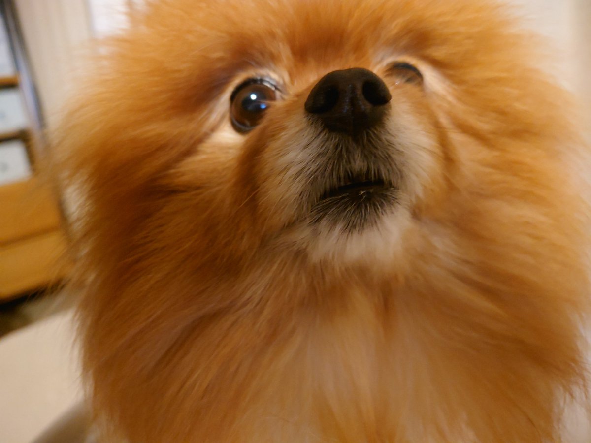 ぽんちょこ tweet media