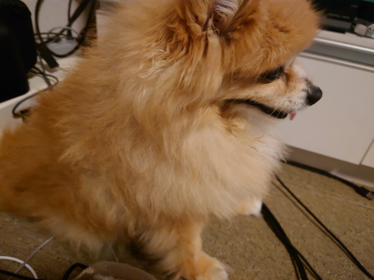 ぽんちょこ tweet media