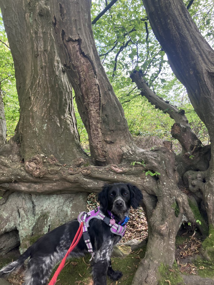 Eli & PiperSprocks Anipals tweet media