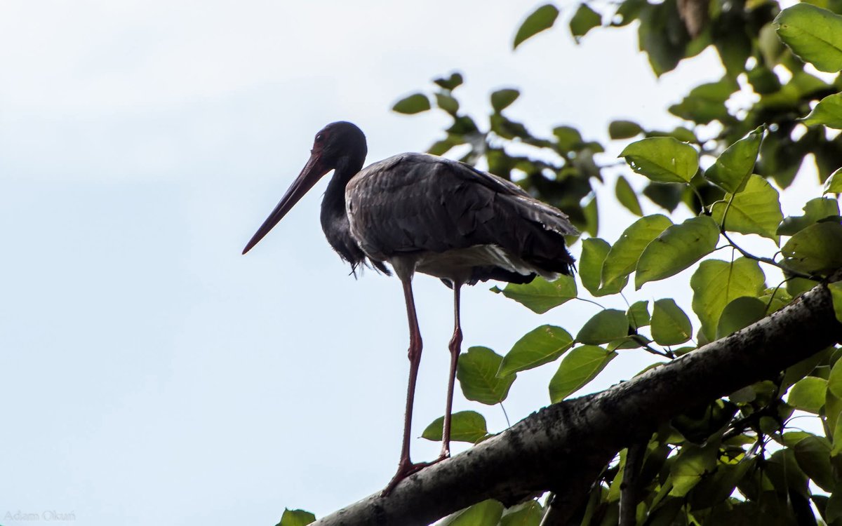 Adam Okuń tweet media