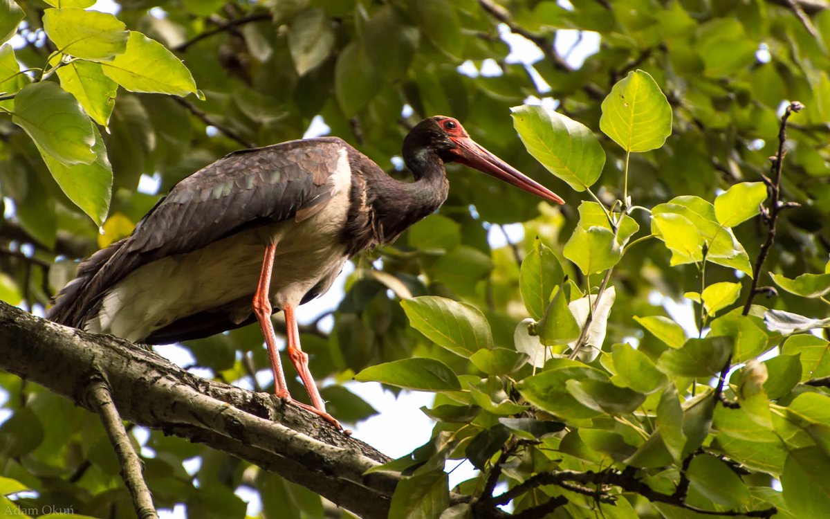 Adam Okuń tweet media