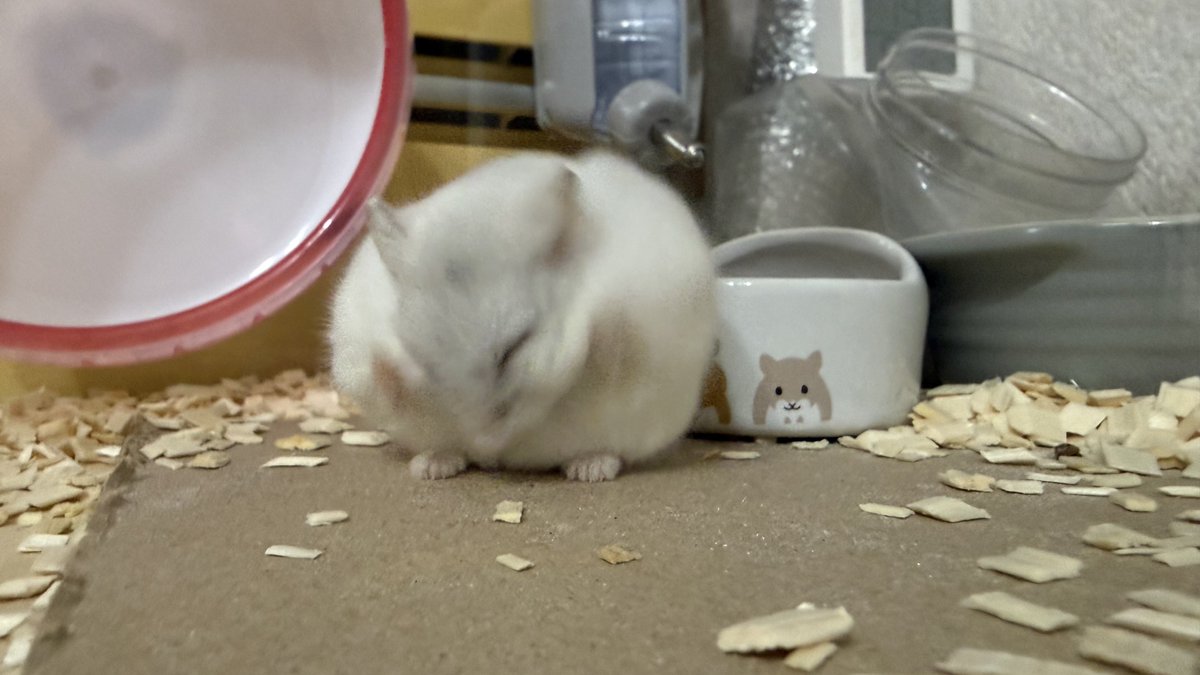 みーくん tweet media