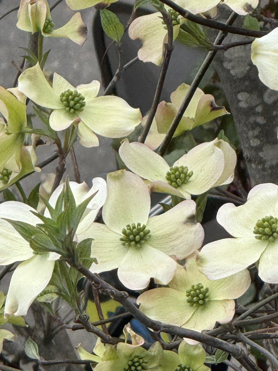 山法師(やまぼうし🌸) tweet media