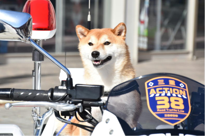 Mamesuke tweet media