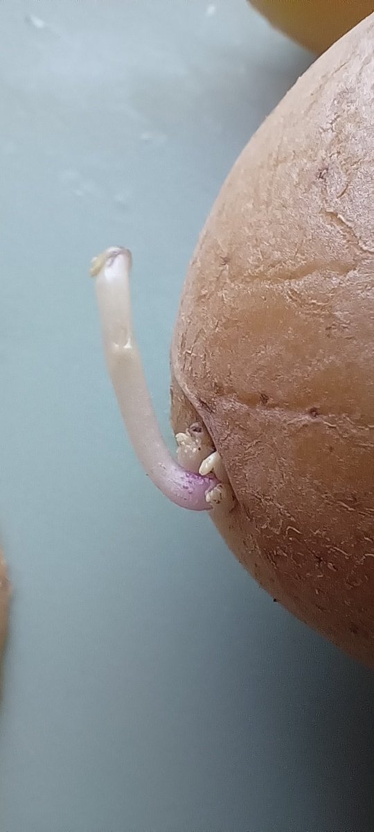 喵爸有毒 tweet media