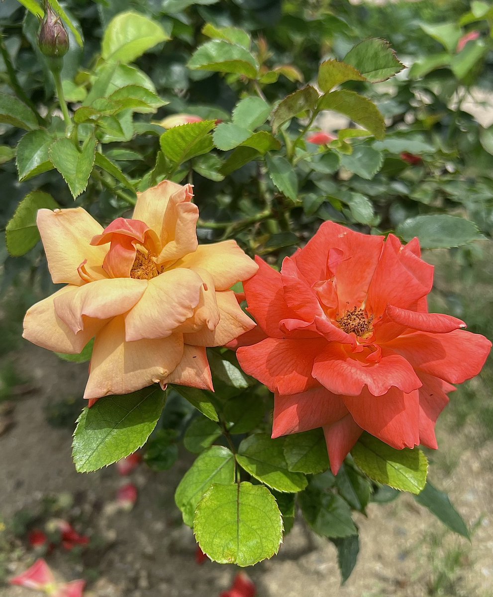 ︎𖧧 西沢 春海 tweet media