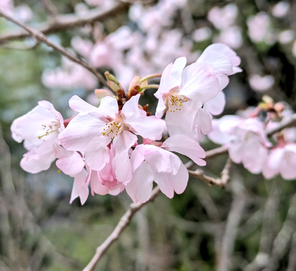おはようございます

昨日は風がビュービュー
すごかったです
桜はまだ
大丈夫かしら？

今日も佳い一日を🍀

#TLを花でいっぱいにしよう