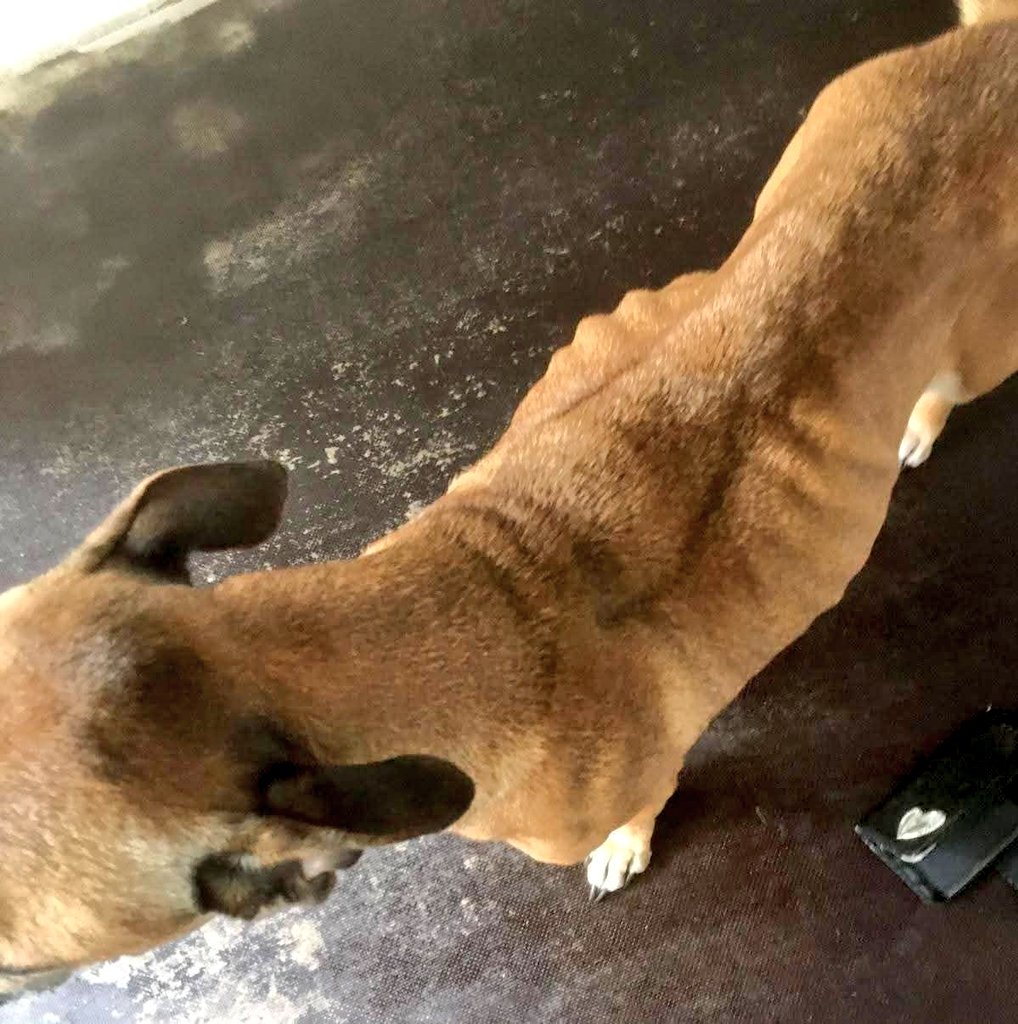 Senior Staffy Club Dog Rescue tweet media