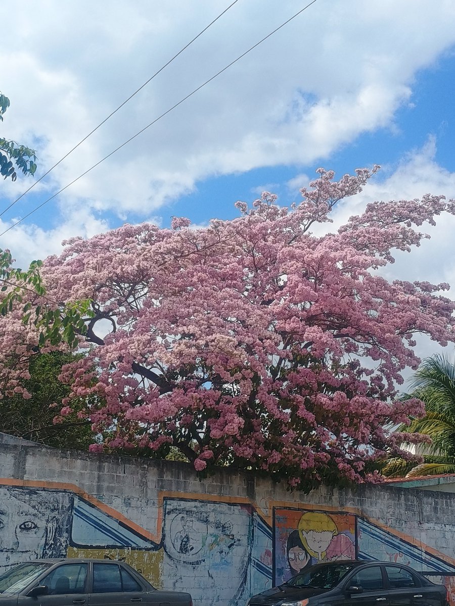 Caribeños Online tweet media