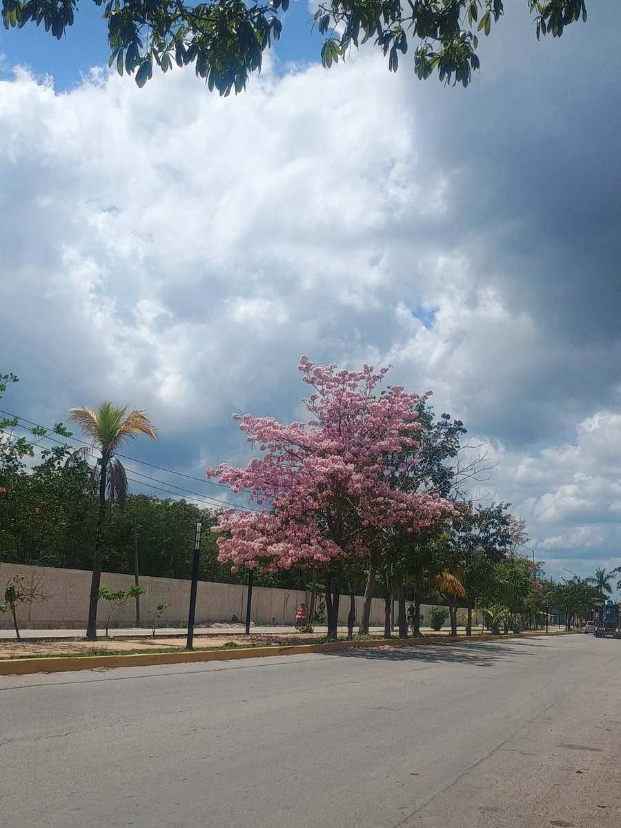 Caribeños Online tweet media