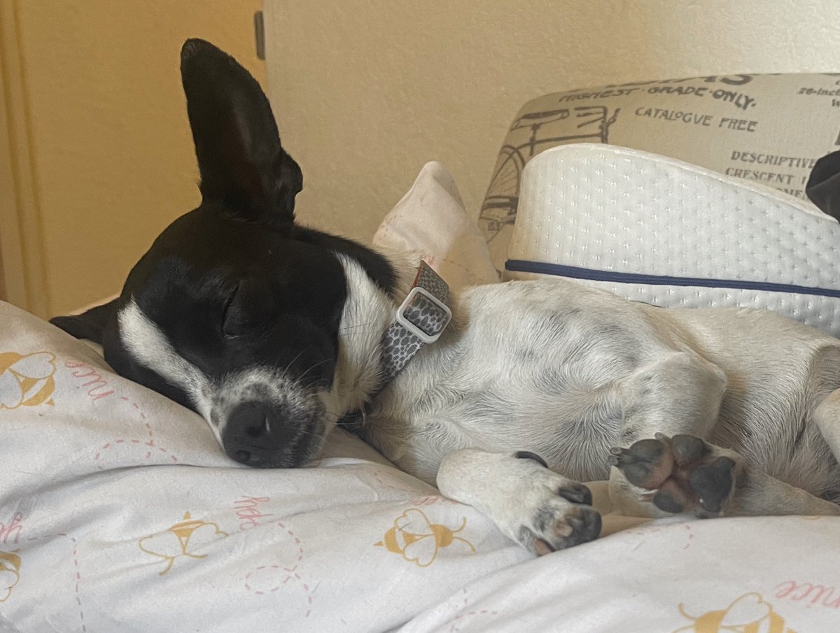 🌸Koshka Morrison Diesel💜 tweet media