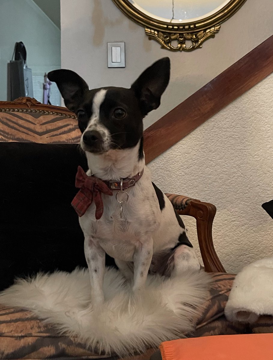 🌸Koshka Morrison Diesel💜 tweet media