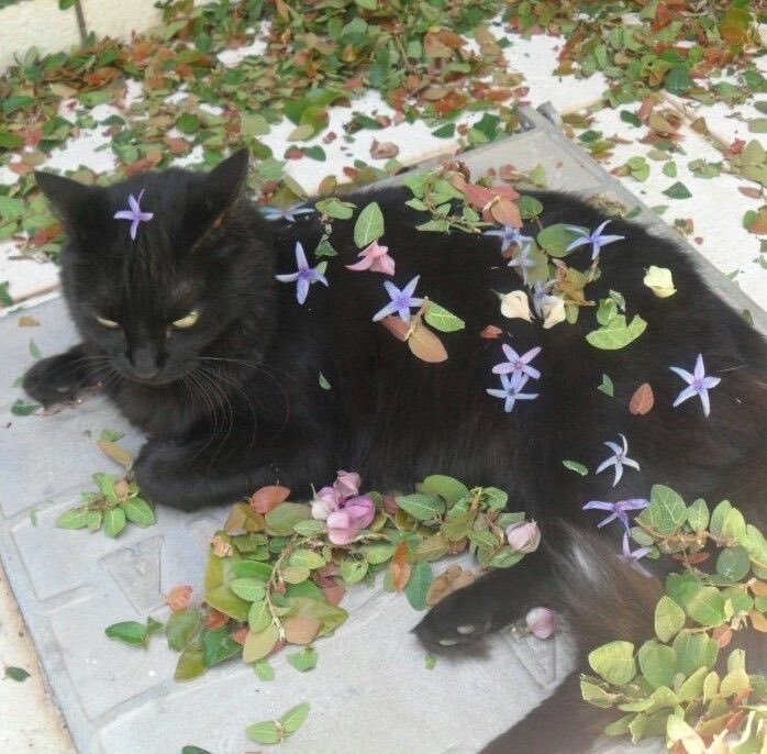 gal౨ৎ tweet media