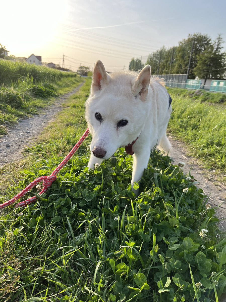 4/8(水) 5℃
昨日の爆風はやや強い冷たい風になった🥶北側の赤城山は雲で全く見えないが西の空には月がくっきり🌖
アイリスの花が咲いていた。久しぶりに日の出を拝めた🙏🏻✨
今日も皆さまになにか良いことがありますように🍀
 #朝散歩 #夜明け #日の出 #ノアお空組🌈