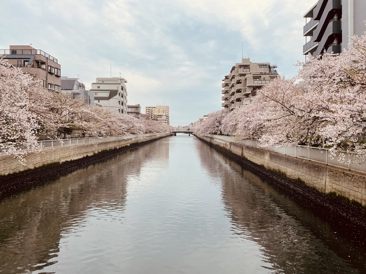 豊岡まり tweet media