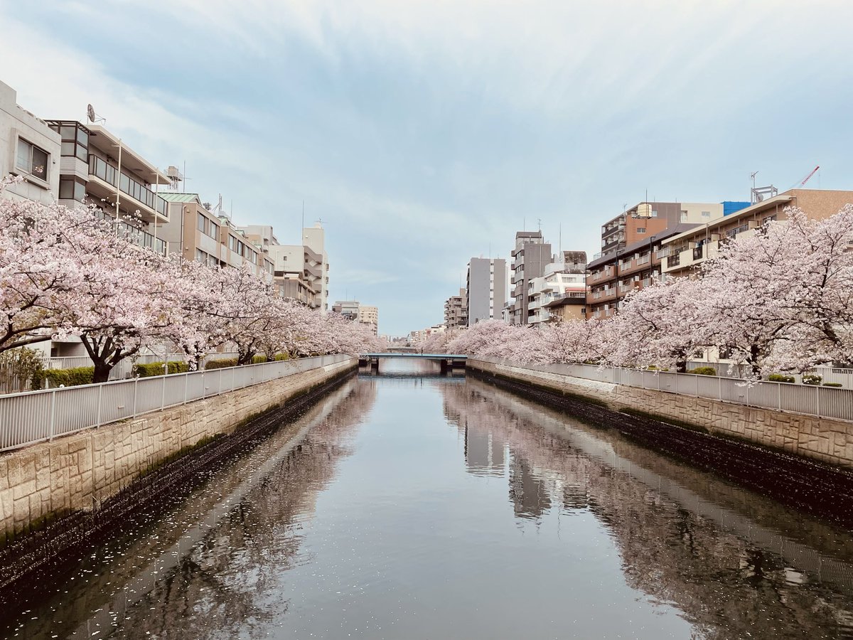 豊岡まり tweet media