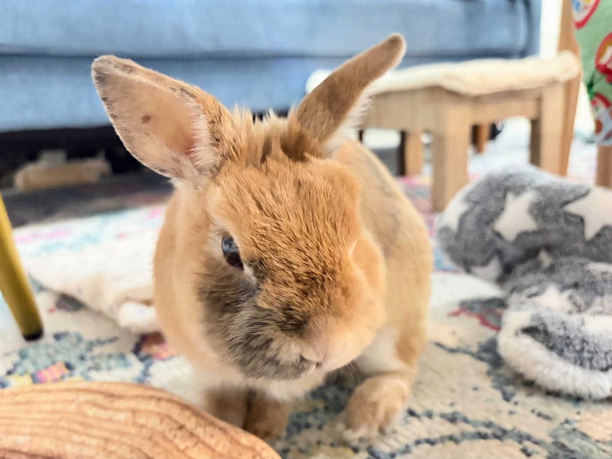 おはバニやで〜🐰☀️
久々におとーちゃんと戯れたワシ🎶
