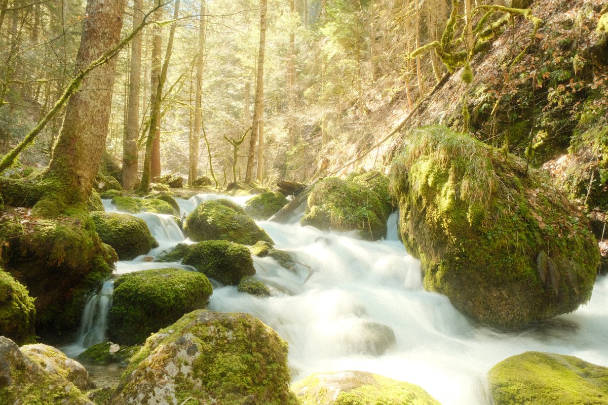 low_prawfile's tweet photo. Petit passage par un vallon encaissé, le printemps se ressent https://t.co/GNeb8WFP80
