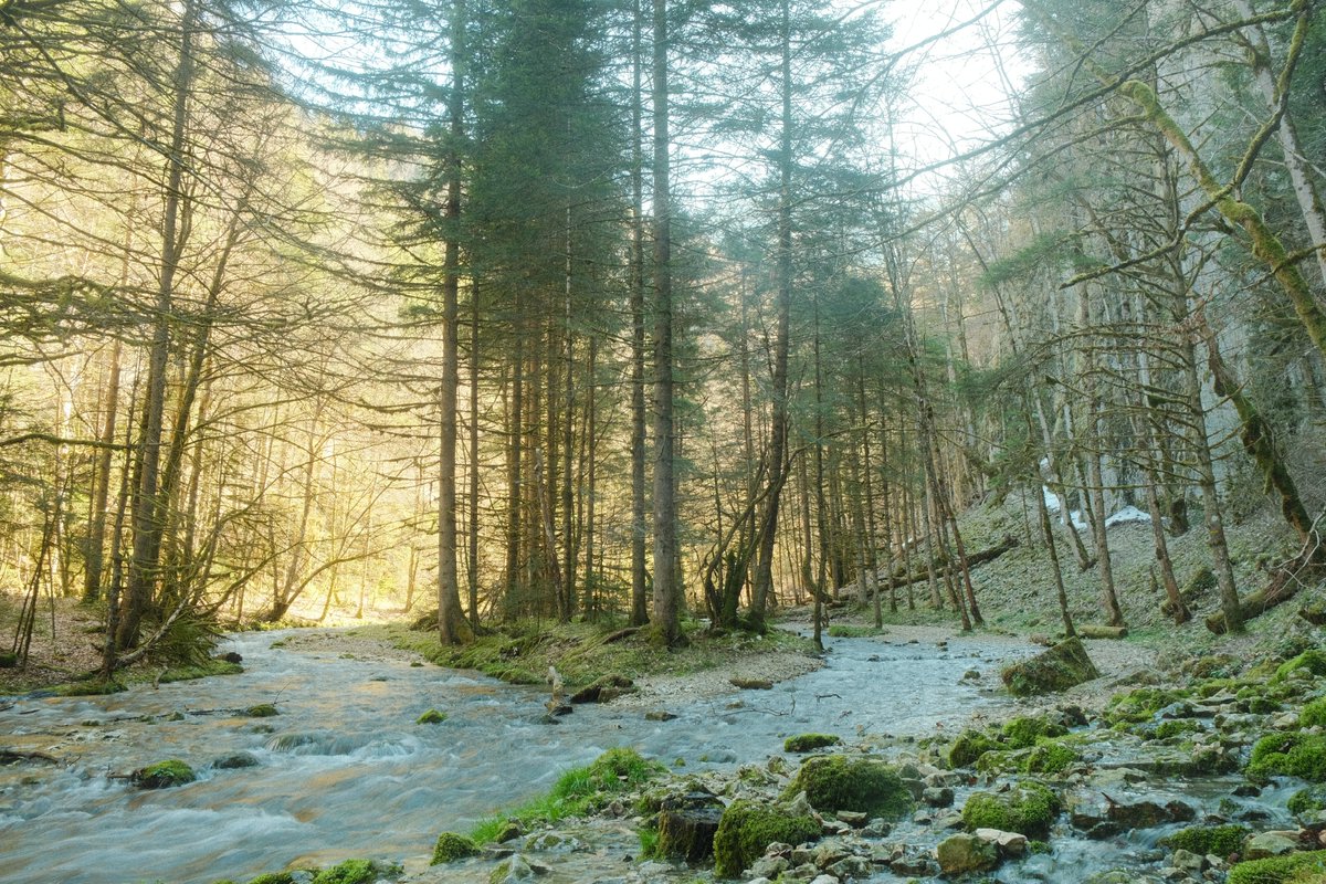 low_prawfile's tweet photo. Petit passage par un vallon encaissé, le printemps se ressent https://t.co/GNeb8WFP80