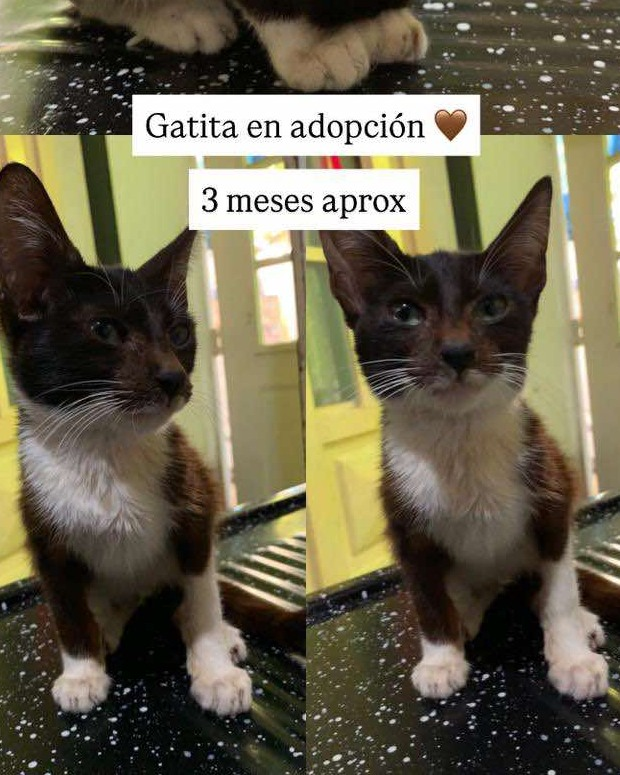 Fundación De Gatitos tweet media