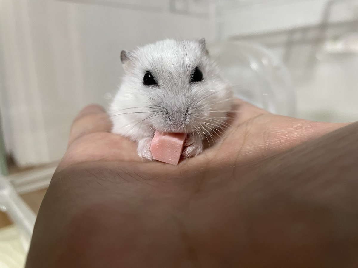 うなちゃんと呼んでね🐯🐹🌸🌺🐌 tweet media