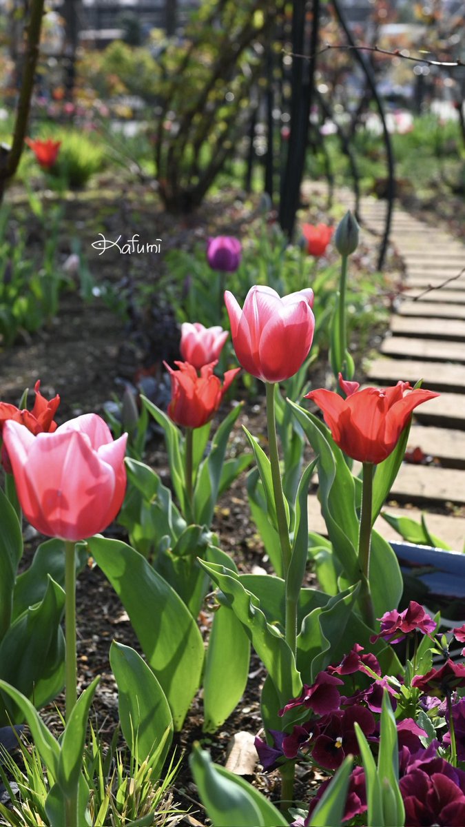 かふみ tweet media