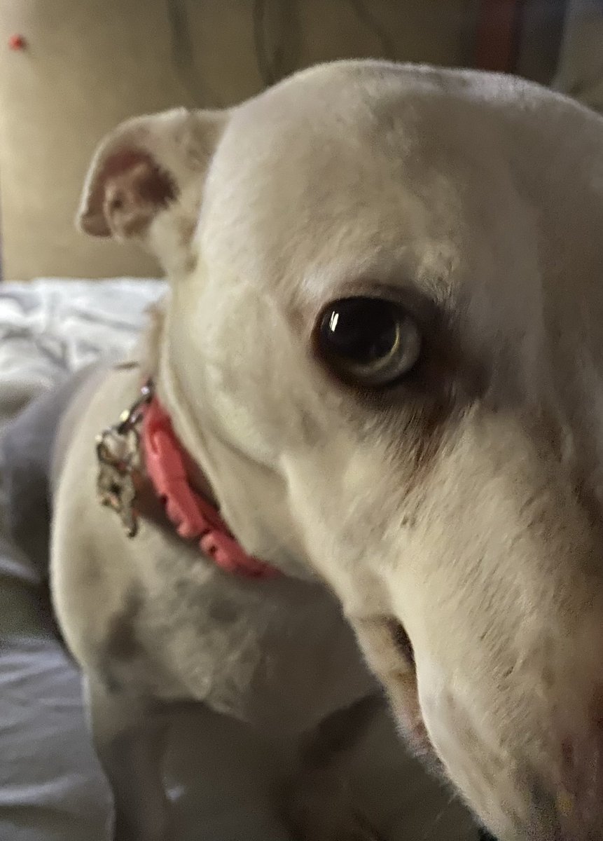 ʚ BIZKIT! ɞ┆COMMS OPEN tweet media